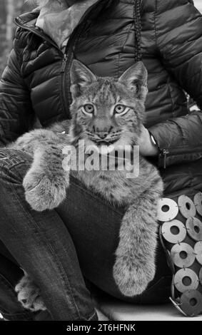 Chaton d'un jeune lynx sibérien assis dans les bras Banque D'Images