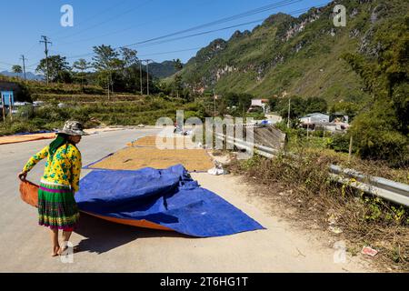 Récolte de riz sur la route au Vietnam Banque D'Images