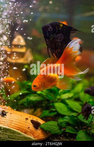 Angelfish (Pterophyllum scalare) dans l'aquarium d'eau douce d'origine Banque D'Images