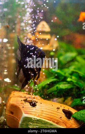 Angelfish (Pterophyllum scalare) dans l'aquarium d'eau douce d'origine Banque D'Images