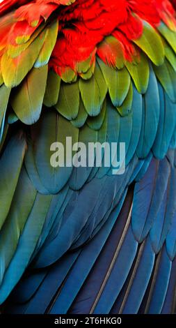 Détails de l'aile Macaw rouge et vert Banque D'Images