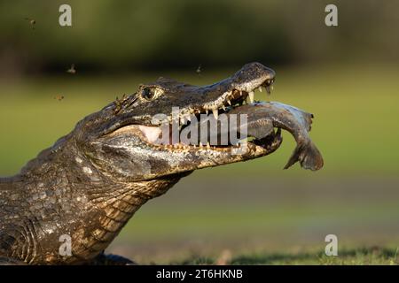 Un Caïman Pantanal (Caiman yacare) mangeant un poisson Piranha Banque D'Images