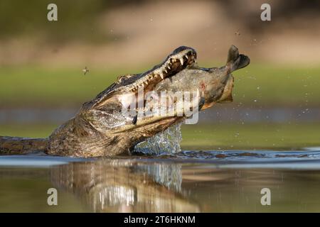 Un Caïman Pantanal (Caiman yacare) mangeant un poisson Piranha Banque D'Images