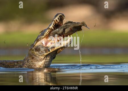 Un Caïman Pantanal (Caiman yacare) mangeant un poisson Piranha Banque D'Images