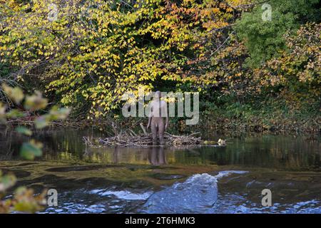 Edimbourg : Antony Gormley's 6 Times (figure II) in the Water of Leith par les National Galleries of Scotland : Modern One. Banque D'Images