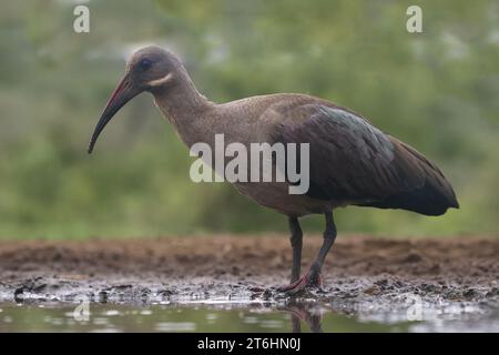 Hadada ou Hadeda Ibis (Bostrychia hagedash), province du Kwazulu Natal, Afrique du Sud Banque D'Images