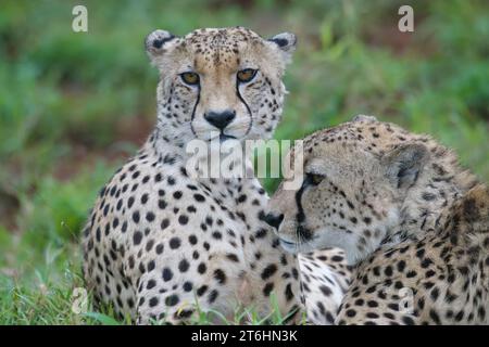 Deux jeunes guépards d'Afrique du Sud-est (Acinonyx jubatus jubatus) pondant dans l'herbe, province du Kwazulu Natal, Afrique du Sud Banque D'Images