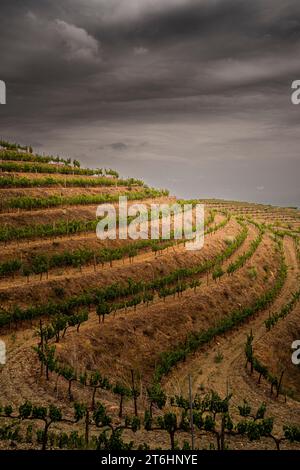 Paysage avec vignes au printemps dans la région d'appellation Priorat en Catalogne en Espagne Banque D'Images