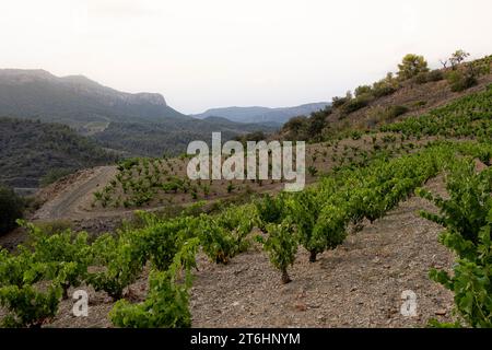 Paysage avec vignes au printemps dans la région d'appellation Priorat en Catalogne en Espagne Banque D'Images