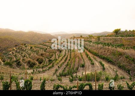 Paysage avec vignes au printemps dans la région d'appellation Priorat en Catalogne en Espagne Banque D'Images