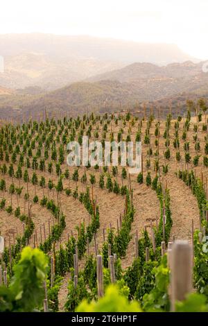 Paysage avec vignes au printemps dans la région d'appellation Priorat en Catalogne en Espagne Banque D'Images