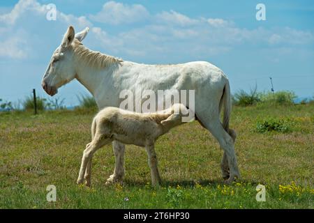 Poulain d'âne sucant sur la mamelle de jument, âne baroque blanc austro-hongrois (Equus asinus asinus), Paysage culturel de Fertö, Hongrie. Banque D'Images