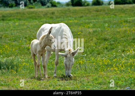 Mare avec poulain de l'âne baroque blanc austro-hongrois (Equus asinus asinus), Paysage culturel de Fertö, Hongrie. Banque D'Images