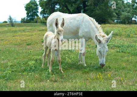 Mare avec poulain de l'âne baroque blanc austro-hongrois (Equus asinus asinus), Paysage culturel de Fertö, Hongrie. Banque D'Images