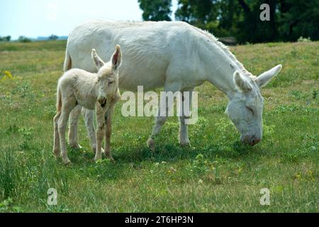 Mare avec poulain de l'âne baroque blanc austro-hongrois (Equus asinus asinus), Paysage culturel de Fertö, Hongrie. Banque D'Images