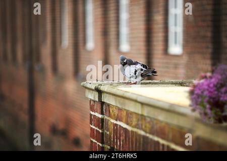 Deux pigeons sur un mur Banque D'Images