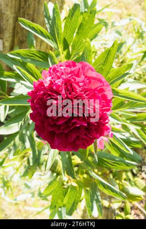 Danemark, Funen, jardin, pivoine, fleur, Paeonia lactiflora Banque D'Images