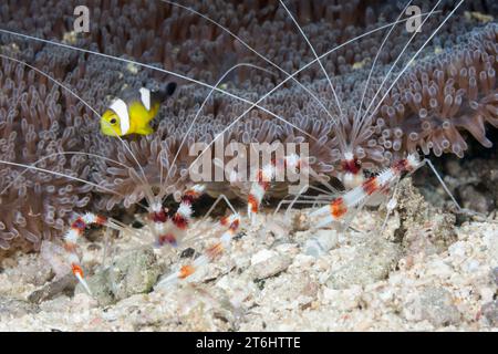 Paire de crevettes nettoyantes à bandes, Stenopus hispidus, Raja Ampat, Papouasie occidentale, Indonésie Banque D'Images