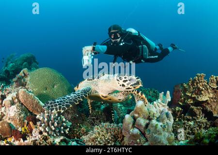 Hawksbill Sea Turtle and Scuba diver, Eretmochelys imbricata, Raja Ampat, Papouasie occidentale, Indonésie Banque D'Images