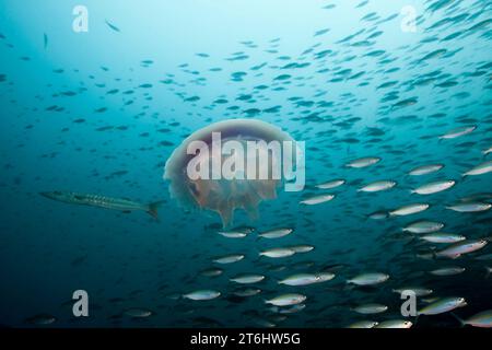 Méduse flottant en mer, Raja Ampat, Papouasie occidentale, Indonésie Banque D'Images