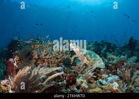 La tortue imbriquée, Eretmochelys imbricata, Raja Ampat, Papouasie occidentale, en Indonésie Banque D'Images