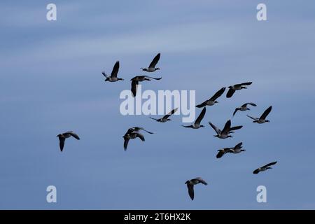 Les oies du Barnacle (Branta leucopsis), également appelées oies à joues blanches, en vol, péninsule Eiderstedt, parc national de la mer des Wadden du Schleswig-Holstein, Germ Banque D'Images