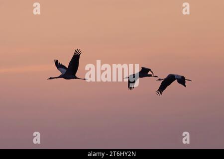 Grues survolant la plaine inondable de l'Elbe près de Bleckede en Basse-Saxe au lever du soleil Banque D'Images