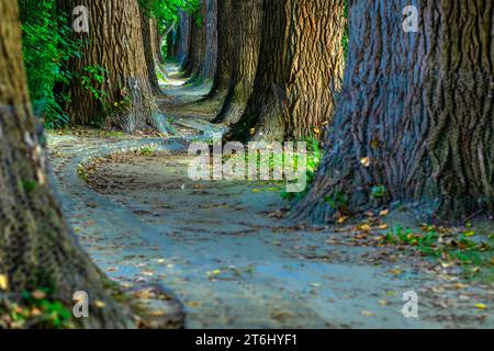 Monument naturel 'Poplar Avenue' Alley Path, Oberer Wöhrd Island, Ratisbonne, Bavière, Allemagne, Europe Banque D'Images