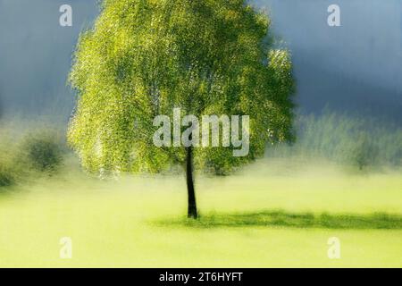 Réserve naturelle grand terrain d'érable, érables sycomores, Acer pseudoplatanus en automne, montagnes Karwendel, Autriche, Europe, aliéné, PEP VENTOSA. Banque D'Images