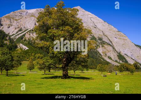 Réserve naturelle grand terrain d'érable, érables sycomores, Acer pseudoplatanus en automne. Montagnes de Karwendel, Autriche, Europe Banque D'Images