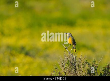 Plumage adulte de Bokmakierie (Telophorus zeylonus), à Velddrif sur la côte ouest du Cap, Afrique du Sud. Banque D'Images