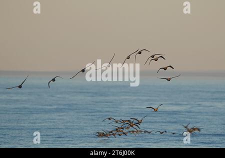 Troupeaux de Cormorans du Cap (Phalacrocorax capensis) retournant se creuser à Velddrif, côte ouest du Cap, Afrique du Sud. Banque D'Images