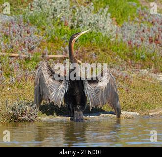 Dard africain (Anhinga rufa), plumage féminin, Port Owen Marina, Velddrif, Cap West Coast. Banque D'Images