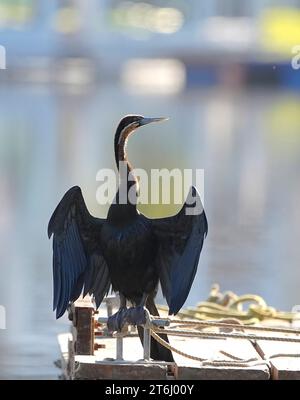 Dard africain (Anhinga rufa), plumage féminin, Port Owen Marina, Velddrif, Côte Ouest, Afrique du Sud. Banque D'Images