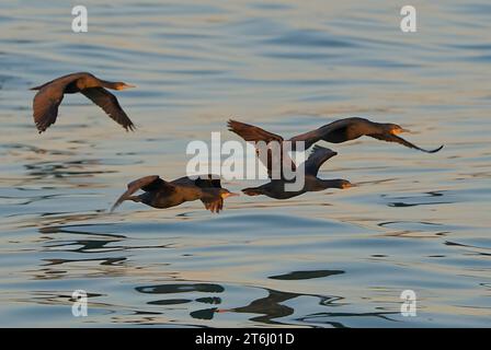 Troupeaux de Cormorans du Cap (Phalacrocorax capensis) retournant se creuser à Velddrif, côte ouest du Cap, Afrique du Sud. Banque D'Images