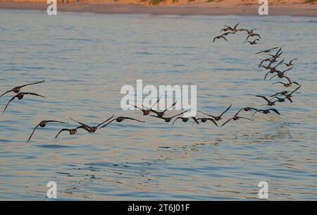 Troupeaux de Cormorans du Cap (Phalacrocorax capensis) retournant se creuser à Velddrif, côte ouest du Cap, Afrique du Sud. Banque D'Images