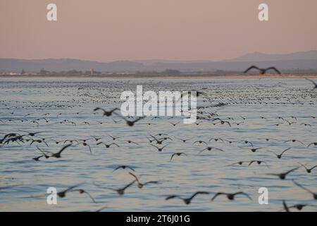 Troupeaux de Cormorans du Cap (Phalacrocorax capensis) retournant se creuser à Velddrif, côte ouest du Cap, Afrique du Sud. Banque D'Images