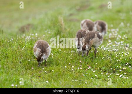 Oies égyptiennes (Alopochen aegyptiaca), poussins à la recherche de nourriture, péninsule d'Eiderstedt, Parc national de la mer des Wadden du Schleswig-Holstein, Allemagne, Schleswig-Holstein, Côte de la mer du Nord Banque D'Images