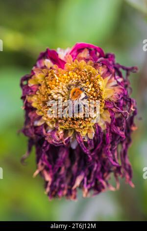 dahlia flétri avec abeille dans le jardin Banque D'Images