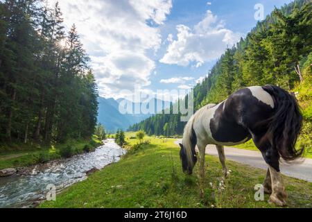 Mallnitz, Vallée de Mallnitzbach, ruisseau Mallnitzbach, cheval, Parc National du Haut Tauern dans le Parc National Hohe Tauern, Carinthie, Autriche Banque D'Images