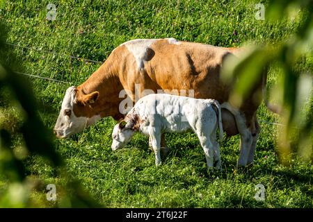 Vaches sur les pâturages de montagne, Fröstlberg à Raurisertal, Rauris, Pinzgau, Autriche Banque D'Images