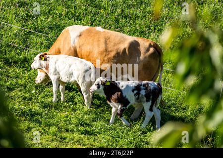 Vaches sur les pâturages de montagne, Fröstlberg à Raurisertal, Rauris, Pinzgau, Autriche Banque D'Images