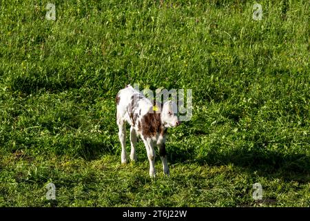 Vaches sur les pâturages de montagne, Fröstlberg à Raurisertal, Rauris, Pinzgau, Autriche Banque D'Images