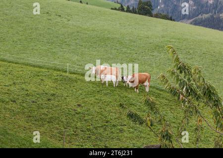 Vaches sur les pâturages de montagne, Fröstlberg à Raurisertal, Rauris, Pinzgau, Autriche Banque D'Images