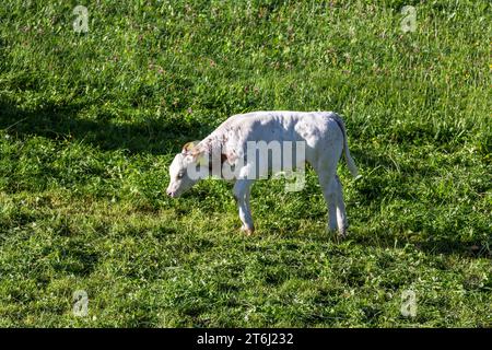 Vaches sur les pâturages de montagne, Fröstlberg à Raurisertal, Rauris, Pinzgau, Autriche Banque D'Images