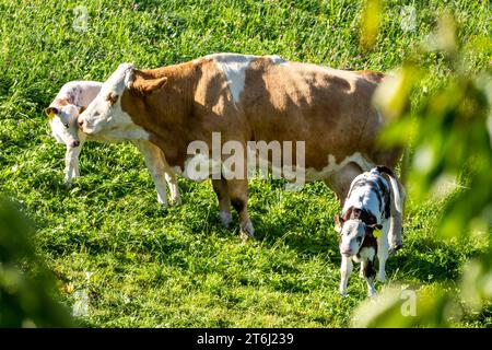 Vaches sur les pâturages de montagne, Fröstlberg à Raurisertal, Rauris, Pinzgau, Autriche Banque D'Images