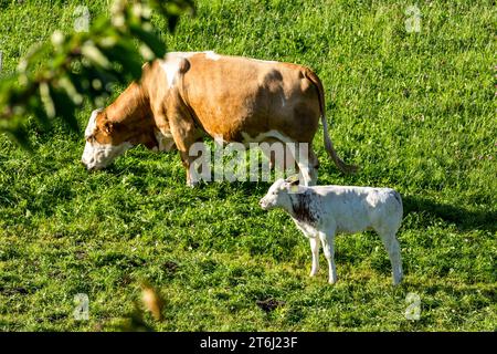 Vaches sur les pâturages de montagne, Fröstlberg à Raurisertal, Rauris, Pinzgau, Autriche Banque D'Images