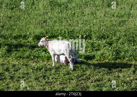 Vaches sur les pâturages de montagne, Fröstlberg à Raurisertal, Rauris, Pinzgau, Autriche Banque D'Images