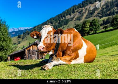 Vaches sur les pâturages de montagne, Fröstlberg à Raurisertal, Rauris, Pinzgau, Salzburger Land, Autriche Banque D'Images