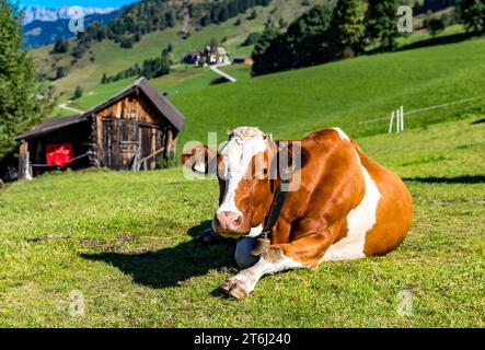 Vaches sur les pâturages de montagne, Fröstlberg à Raurisertal, Rauris, Pinzgau, Salzburger Land, Autriche Banque D'Images